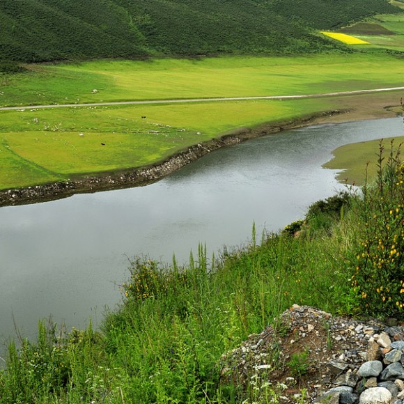 门源油菜花随拍