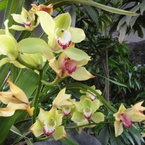 参赛作品； 生态世园 -  安逸的家