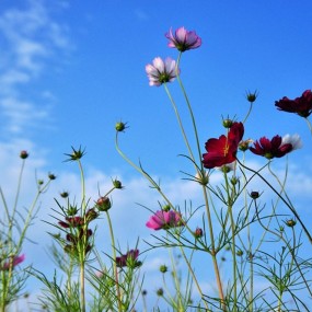 格桑花开幸福来