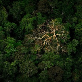 洪都拉斯 丛林树冠