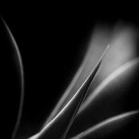 Sue Robertson 黑白光影