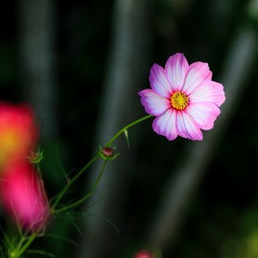 小花（植物园）-2014