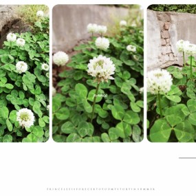 《 夏至の花 》