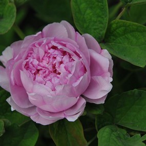 国花——牡丹（三）