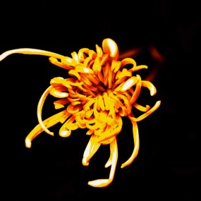 赏菊