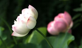 生态系列--荷 60809