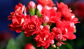 长寿花