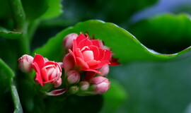 长寿花 2