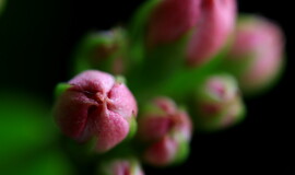 蓓蕾（长寿花）