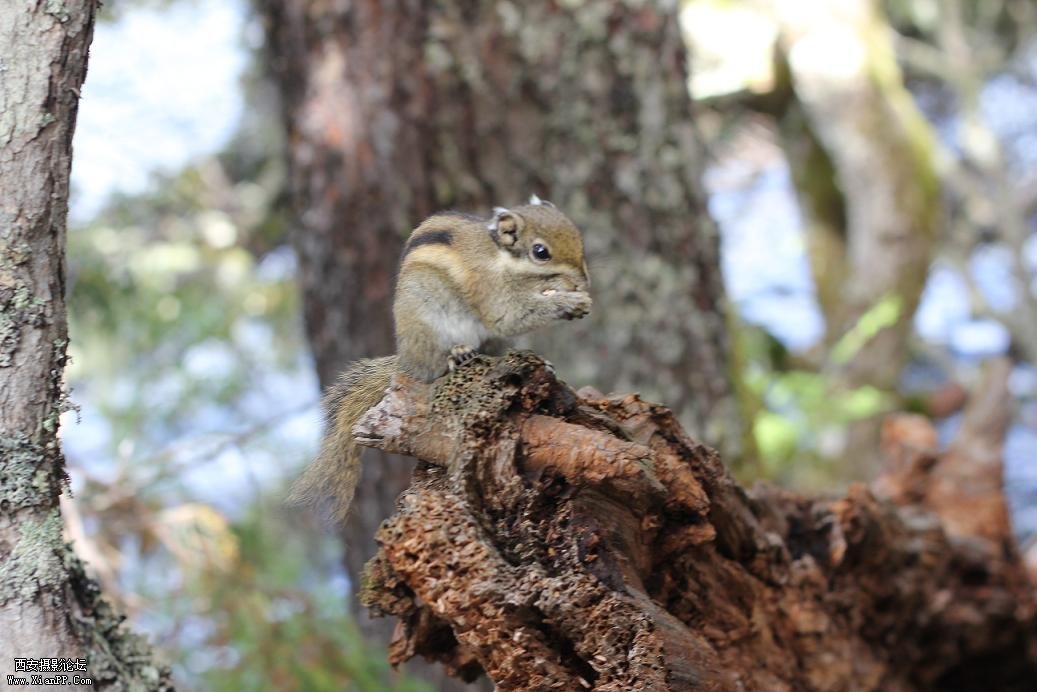 500D  50mm f/1.8  微距 光圈4.0  速度1/60