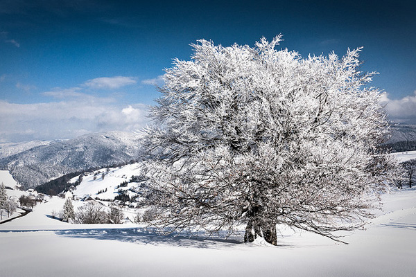 Photo by Andreas Wonisch