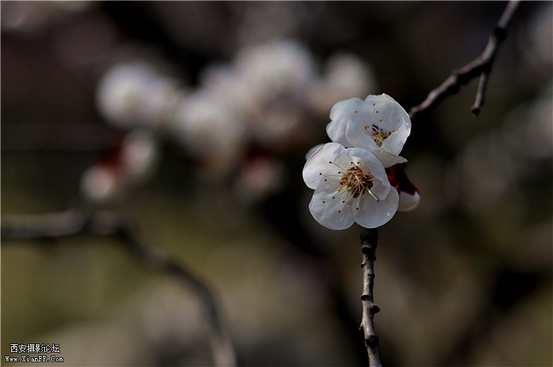 DSC_0395_副本.jpg
