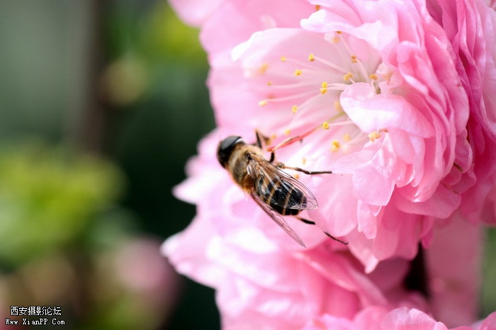 20110404蜜蜂0024_exposure_调整大小.JPG