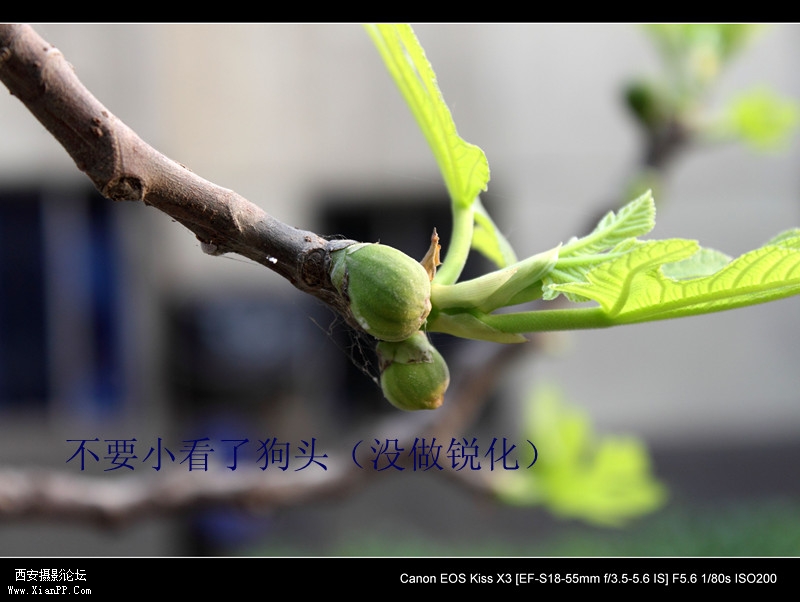 20110415 清晨0467_副本.jpg