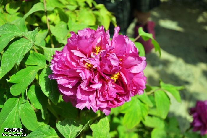 DSC_018731.jpg