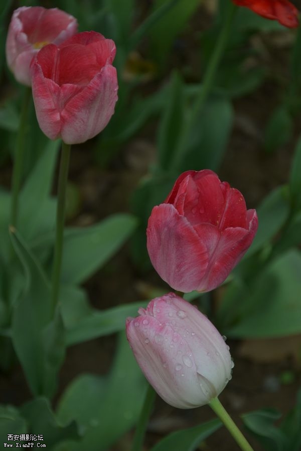 DSC_020160.jpg