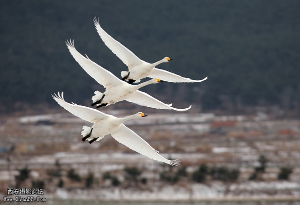 large_5Xjb_17524l206114.jpg