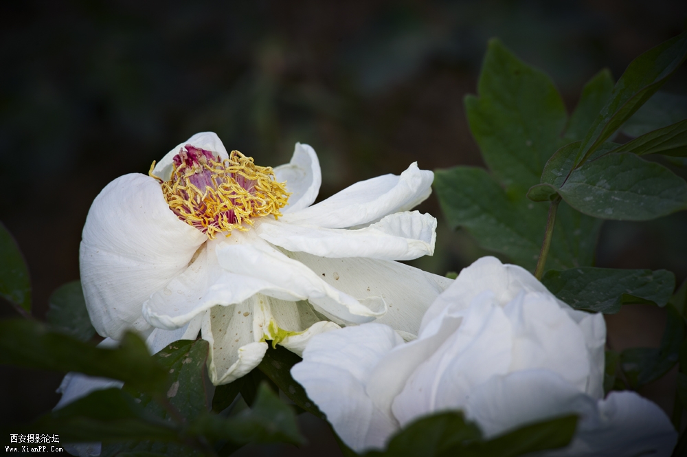 DSC_3356.jpg