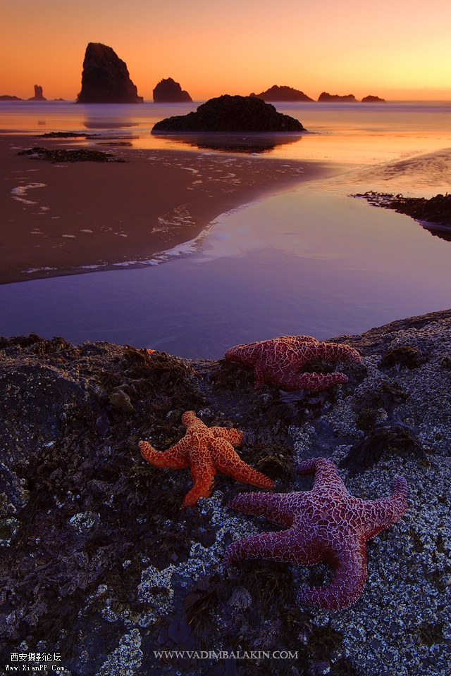 1_Starfish.jpg