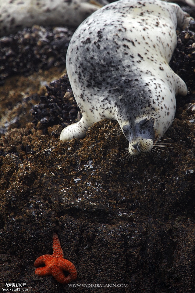 5_Seal.jpg