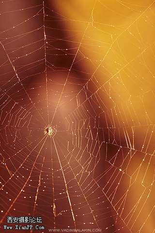 Web.jpg