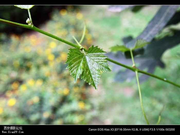 20110619佳能1635雨天片子2446_调整大小.JPG