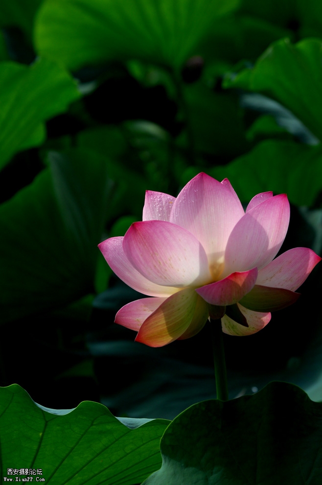DSC_0020.JPG