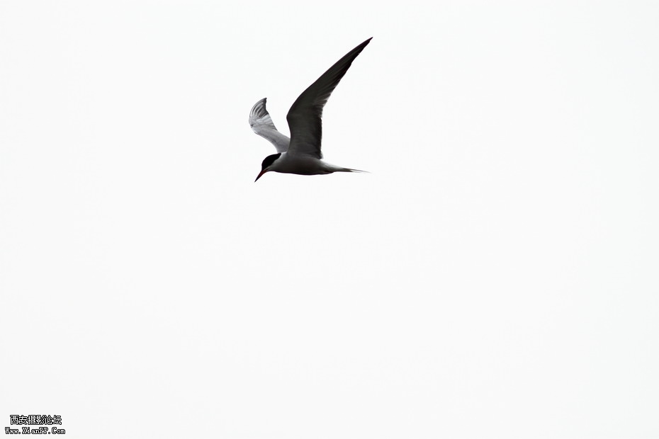 20110626  浐灞码头2579_调整大小.JPG