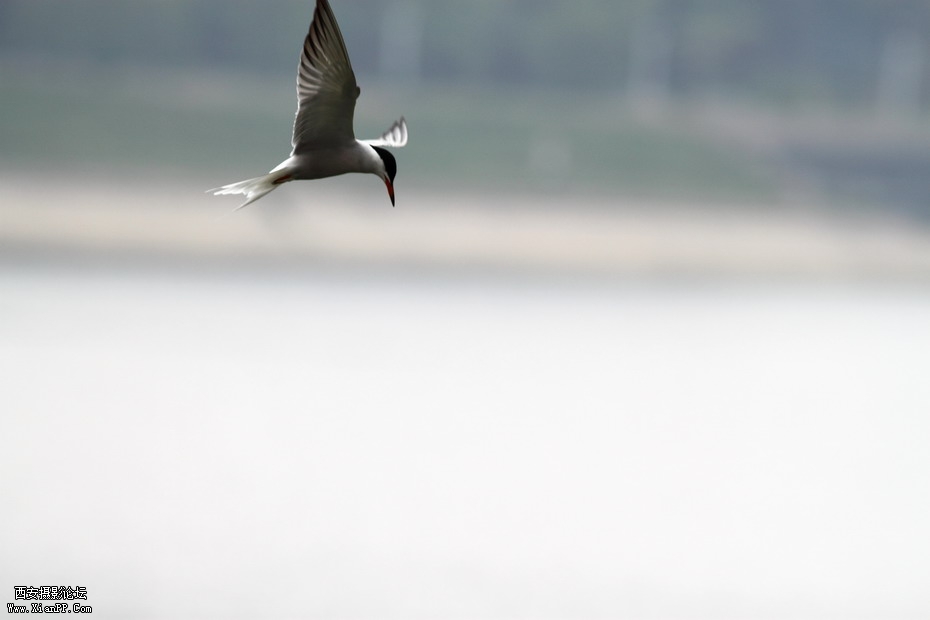 20110626  浐灞码头2592_调整大小.JPG