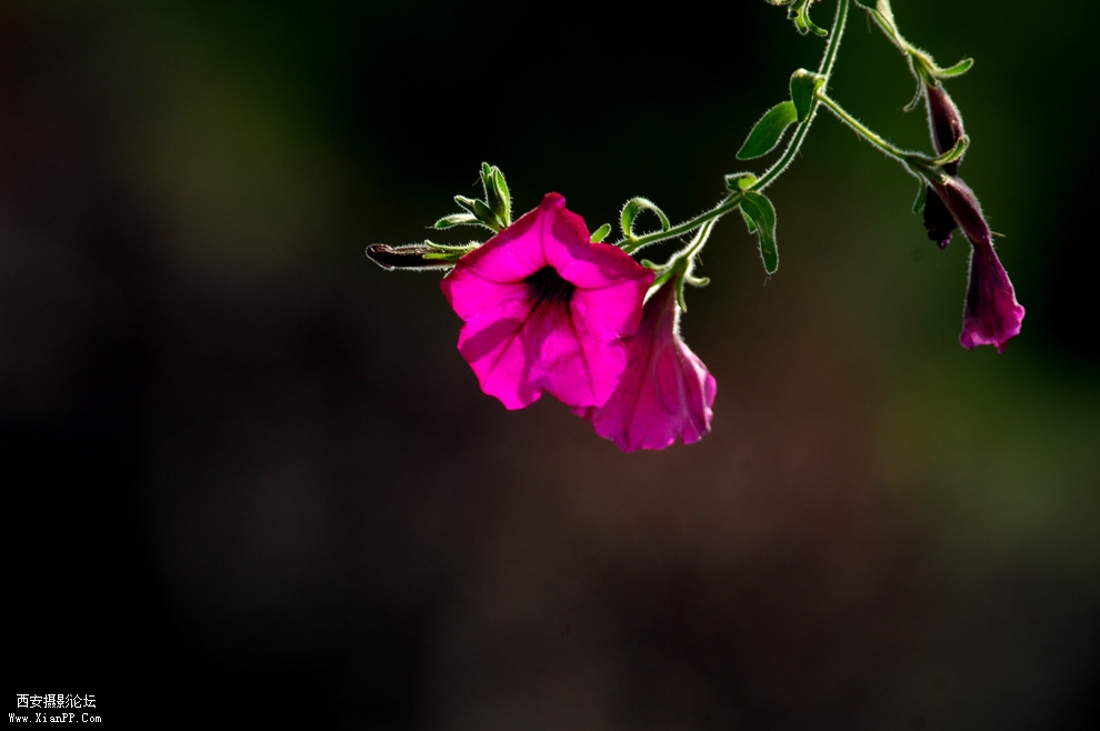 DSC_0080.JPG