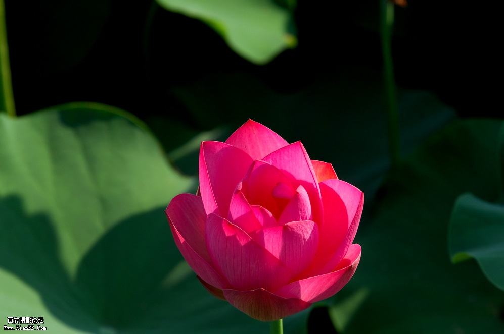 DSC_0005.JPG
