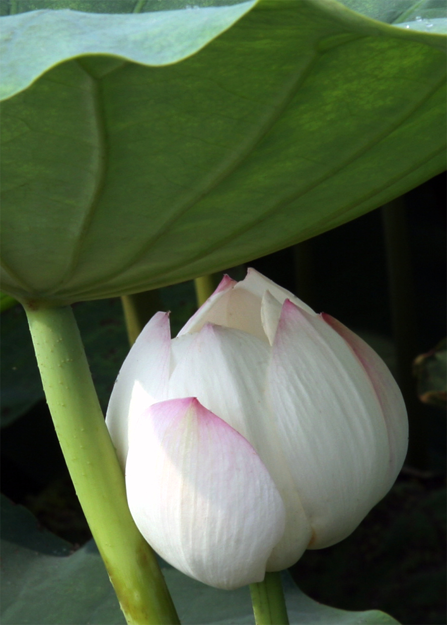 2,“羞羞答答含而不露”大荔县财政局李世居摄影 (1).jpg