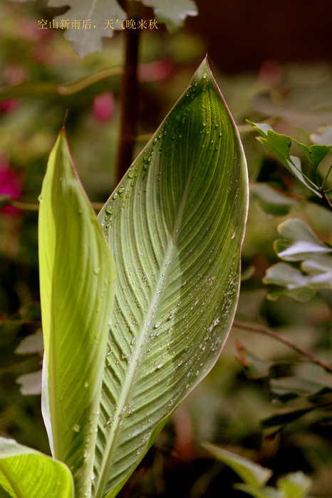 nEO_IMG_20110912植物园2758.jpg