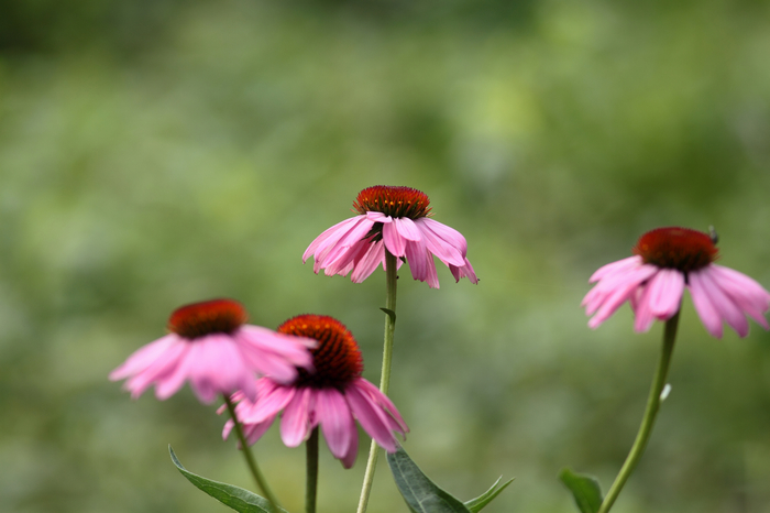 nEO_IMG_20110912植物园2910.jpg