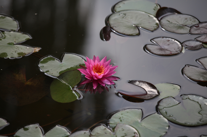 nEO_IMG_20110912植物园2980.jpg