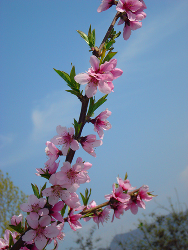 DSC03599_副本.jpg