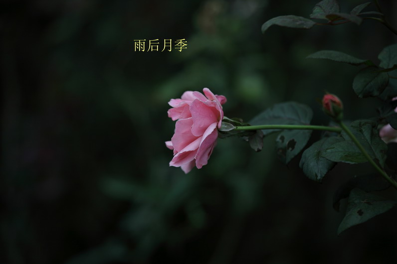 20110919久雨终停3101_调整大小.JPG