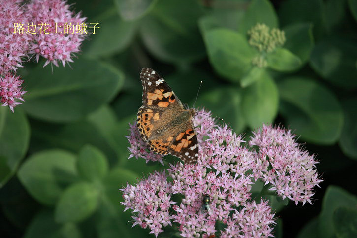 20110920买票路上3110_调整大小.JPG