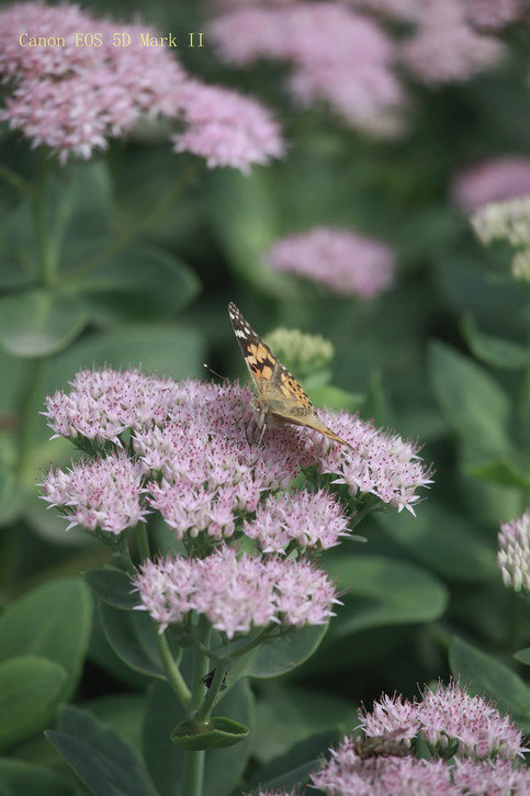 20110920买票路上3111_调整大小.JPG