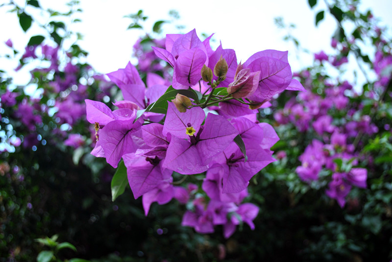 DSC_0307_副本.jpg