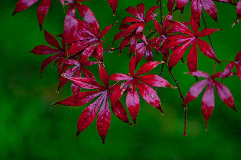 _MG_5304_副本.jpg