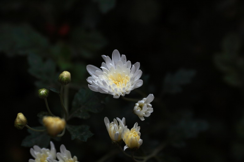 11115菊花，萝莉6377_调整大小.JPG