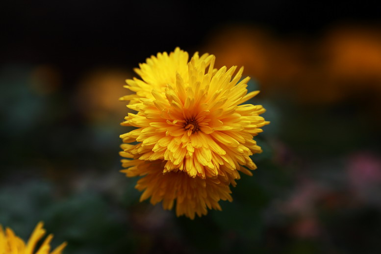 11115菊花，萝莉6385_调整大小.JPG