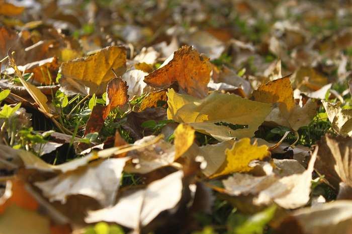_MG_8194.jpg