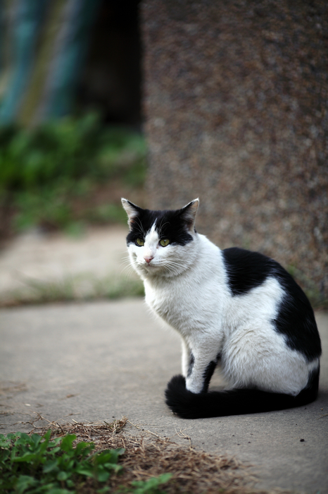 nEO_IMG_1021社区扫靓女，小朋友，流浪猫4752.jpg