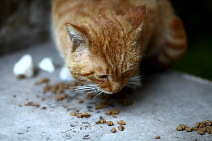 nEO_IMG_1025下午阴，菊花和猫4859-1.jpg