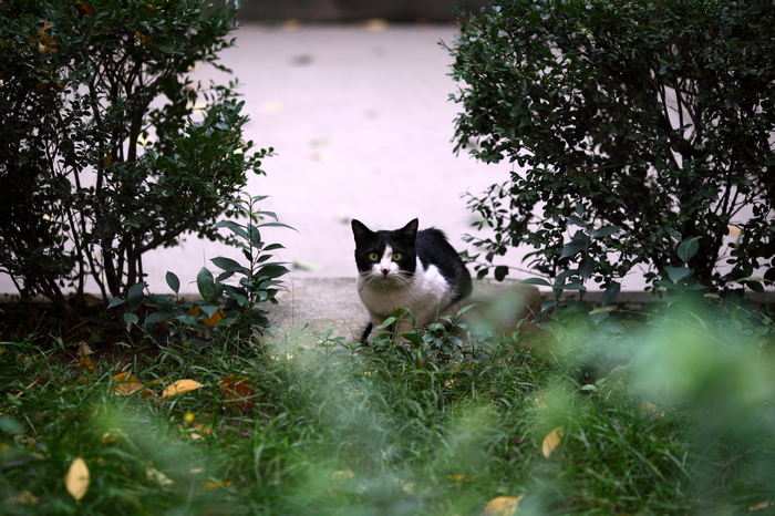 nEO_IMG_1025下午阴，菊花和猫4861-1.jpg