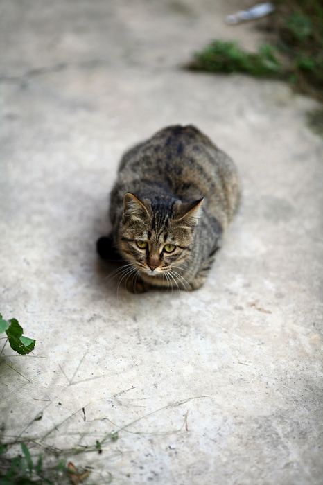 nEO_IMG_1028 街拍零食女生。猫咪和小狗5042.jpg