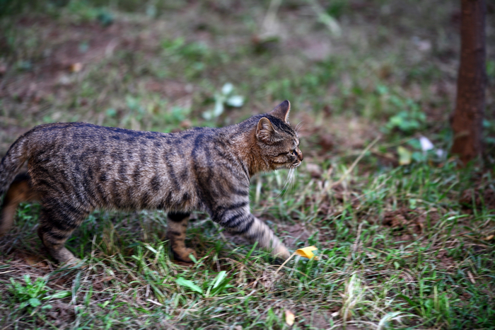 nEO_IMG_1028 街拍零食女生。猫咪和小狗5043.jpg