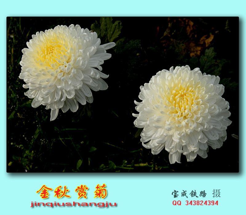 菊花 (11).jpg